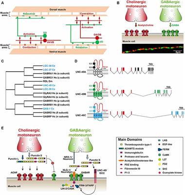 Molecular Architecture of Genetically-Tractable GABA Synapses in C. elegans